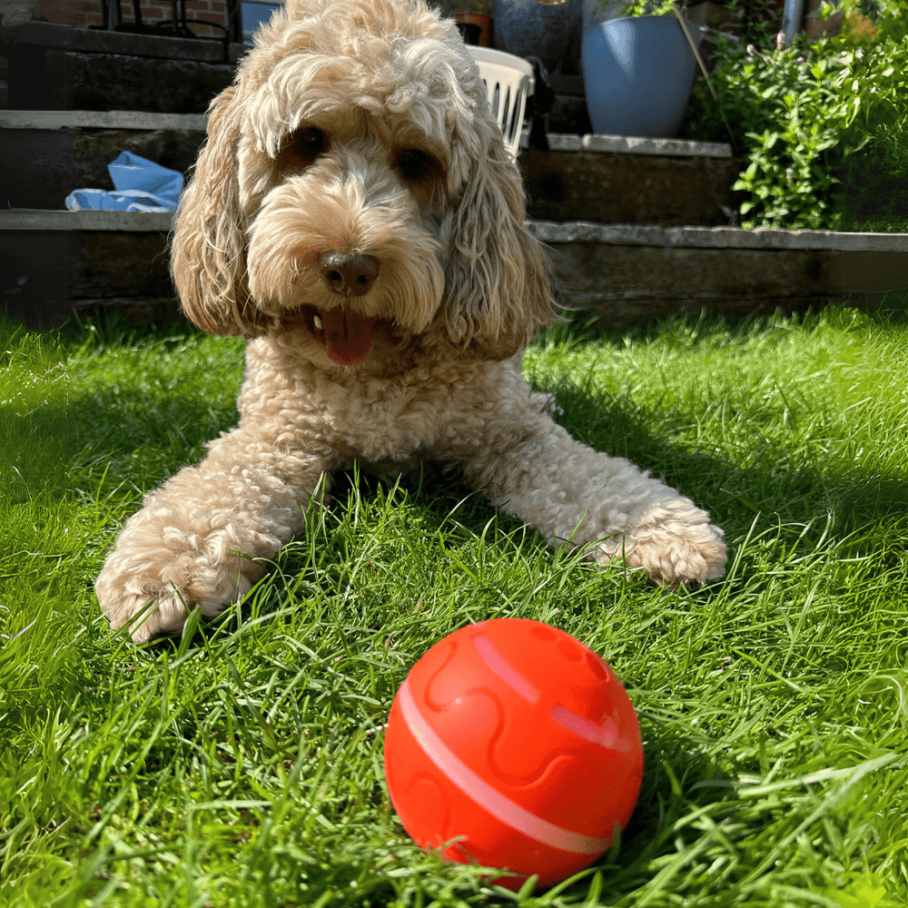 DoggoSphäre™ – Selbstbewegende Aktivitätskugel für Hunde