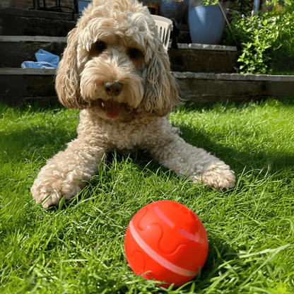 DoggoSphäre™ – Selbstbewegende Aktivitätskugel für Hunde